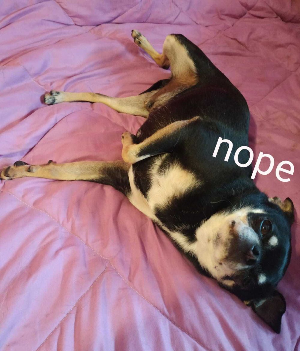 hornypoppet OnlyFans posting latina