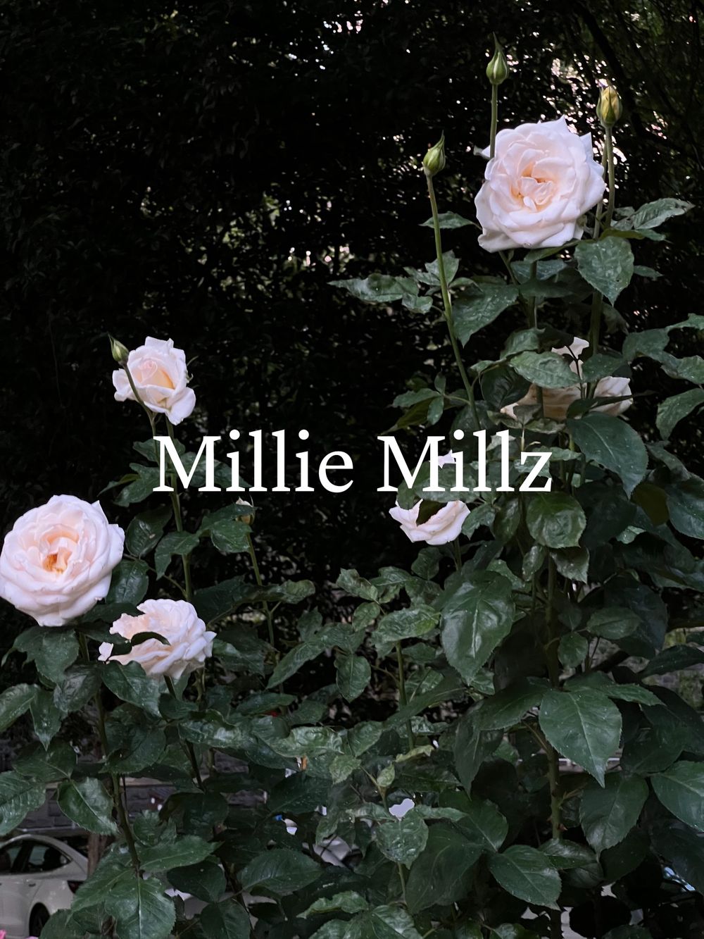 milliemillz OnlyFans posting joi