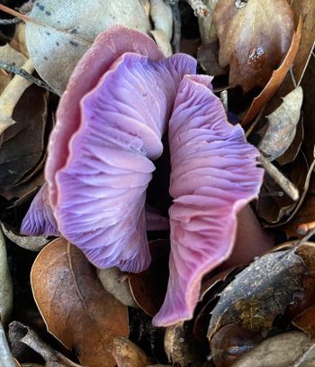 nude onlyfungi California