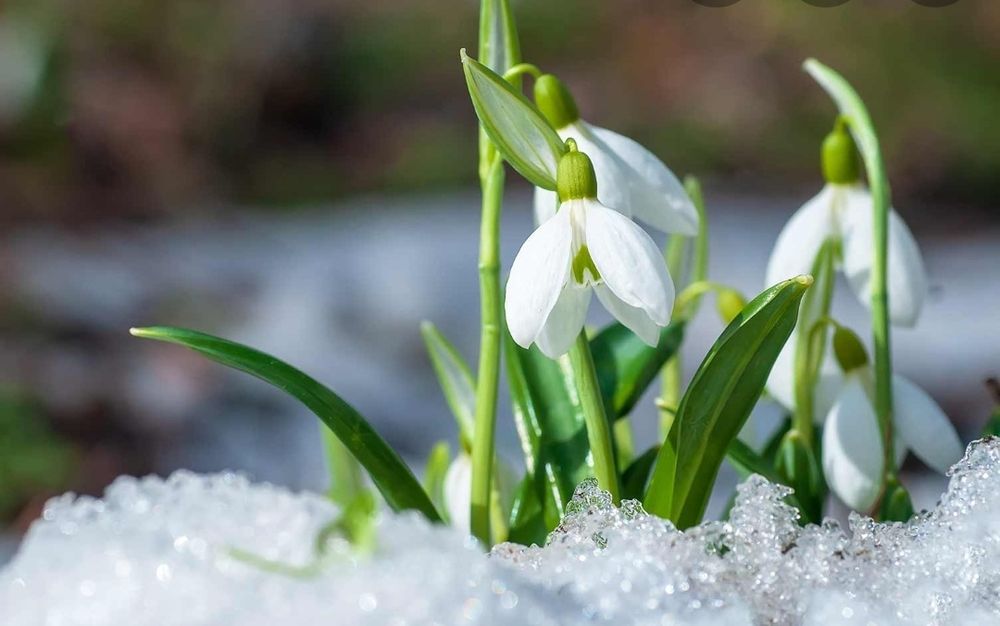 nude sweetgalanthus cooking